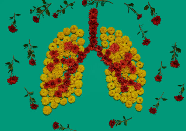 人体肺的形状，花的安装，肺的健康理念。人体内部器官医学图片的一部分图片下载