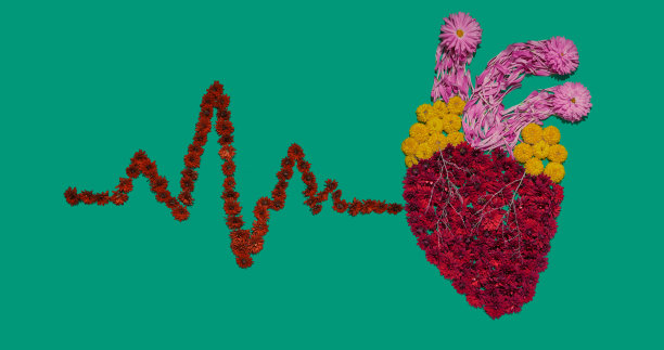 人体心脏解剖模型与心率图，花卉安装在绿色背景。人体内部器官的部分固定图片图片下载