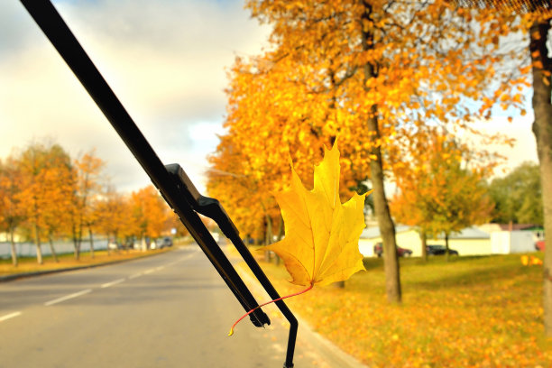 秋天，雨中泛黄的枫叶落在汽车玻璃上，公路上泛黄的树木晴朗的日子里，一览无多图片下载