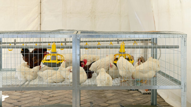 钢丝笼鸡图片下载