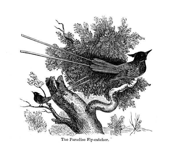 19世纪黑白版画的捕蝶鸟图片下载