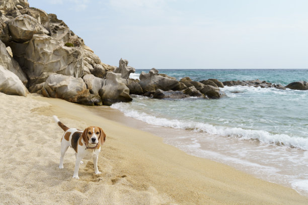 可爱的树色小猎犬在海边。图片下载