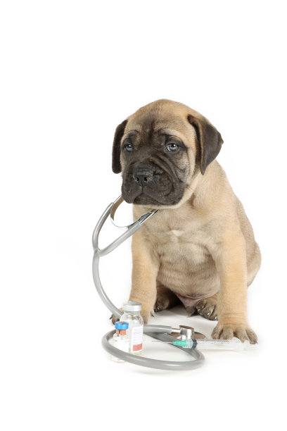 狗医生图片下载