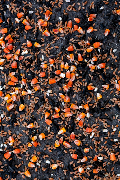 小麦、向日葵和玉米粒散落在潮湿的沥青上。鸟类的食物。灰色背景与多种颜色的种子。图片下载