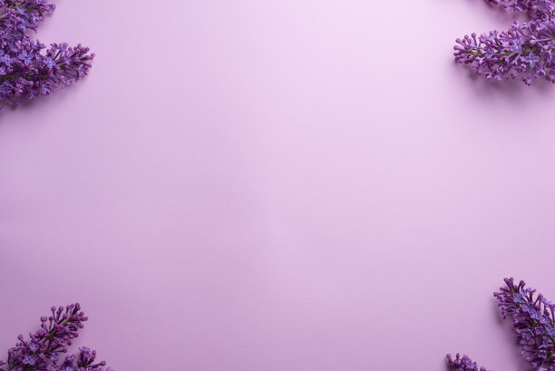 在粉红色背景上淡紫色的分枝。白色和紫色淡紫色。浪漫的春天的心情。前视图。为您的文本复制-图像图片下载