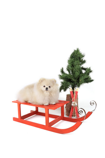 狗雪橇图片下载