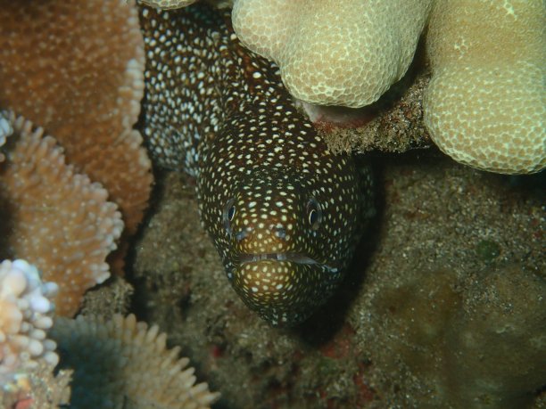 白嘴海鳗特写图片下载