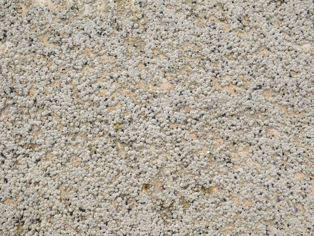 色彩丰富的藻类、岩石、海洋植被和贝壳的背景。图片下载