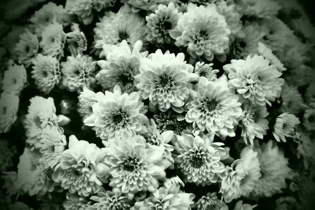 一束菊花。黑白单色摄影。黑暗的光晕。明信片或卡。祝贺或表示遗憾。花纹理。暗色小点绿色色调或滤镜图片下载