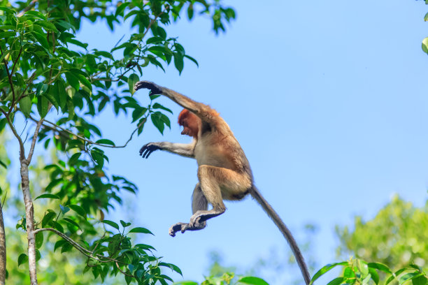 鼻猴(鼻猴幼虫)图片下载