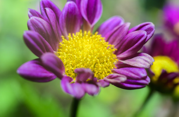 菊花特写微距照片。金黄色的花头和紫色的花瓣的结构。图片下载