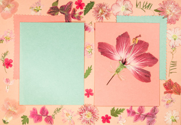 旧相册里的一页。压干的花朵。剪贴簿元素用树叶、花朵和花瓣装饰花朵。为了卡片，邀请和祝贺。用于剪贴簿，问候图片下载