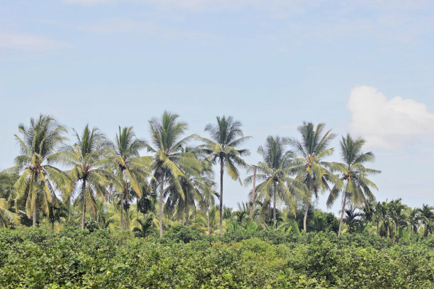 一排高大的棕榈树图片下载
