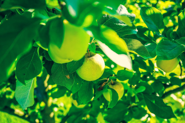 苹果树上的苹果的特写镜头。图片下载