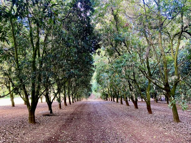 澳洲坚果果园图片下载