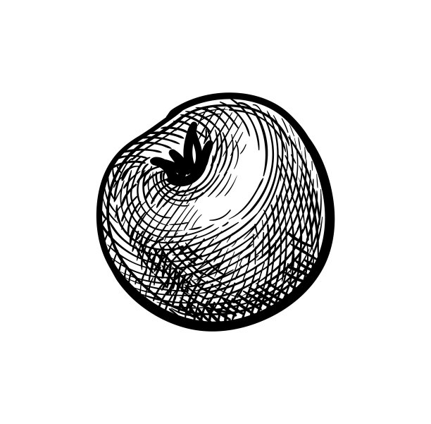 西红柿的墨水素描。图片下载