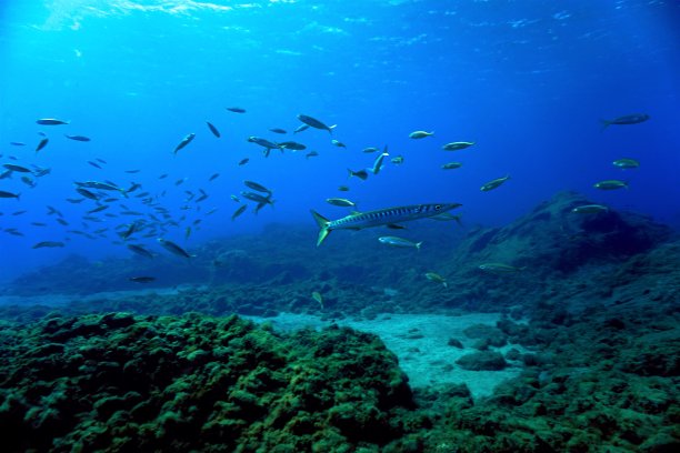 在深蓝色的大海里图片下载