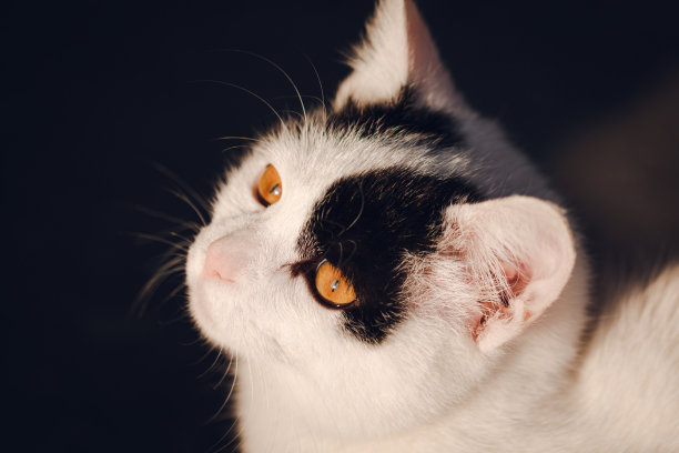 凯蒂那双美丽的眼睛望着别处图片下载