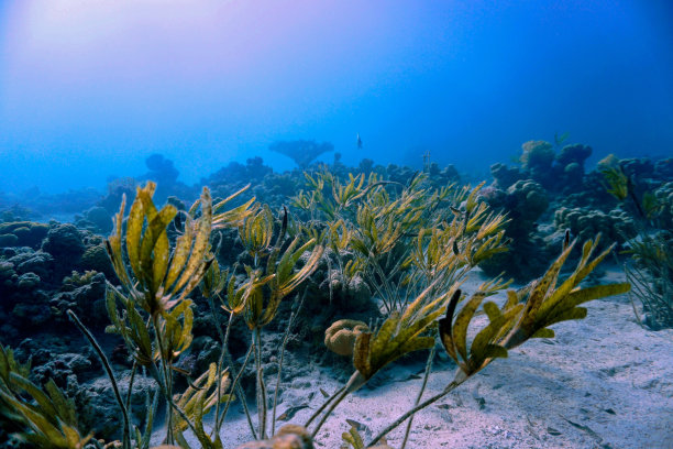 珊瑚礁上美丽的绿色海藻图片下载