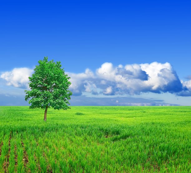 绿野中一棵孤零零的树图片下载