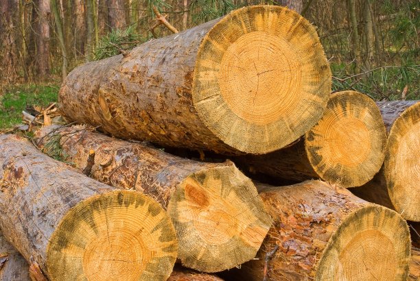 森林里的一堆松树原木图片下载