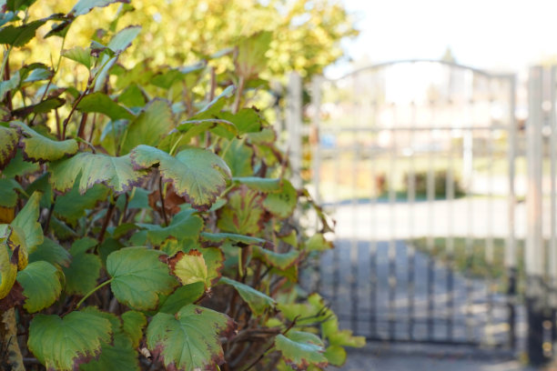 绿色的灌木和树木靠近灰色的金属栅栏的照片图片下载
