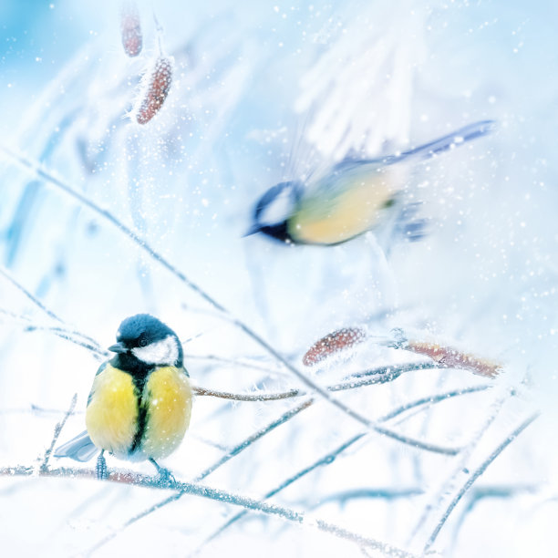 童话般的白雪森林里的小山雀。圣诞节的形象。冬季仙境。广场形象。图片下载