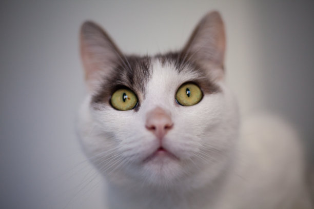 可爱的白猫，绿色的眼睛看着相机图片下载