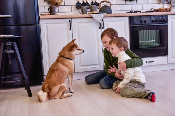圣诞节，两兄弟在现代厨房里和柴犬玩耍。男孩子们正抱着一只宠物图片下载