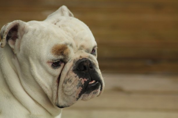 英国牛头犬图片下载