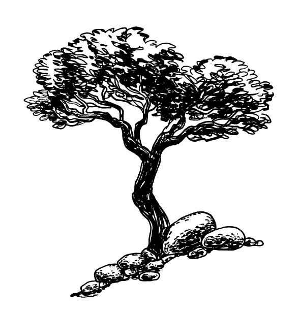 树和岩石图片下载