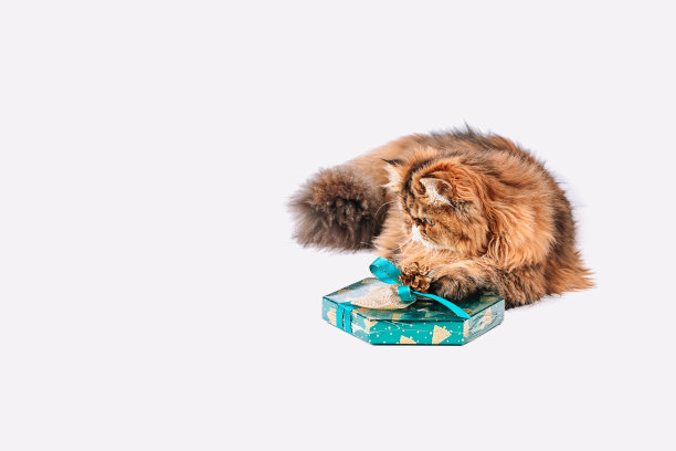 新年的概念。白色背景上有一个礼品盒的猫。给你最喜欢的宠物的圣诞礼物。图片下载