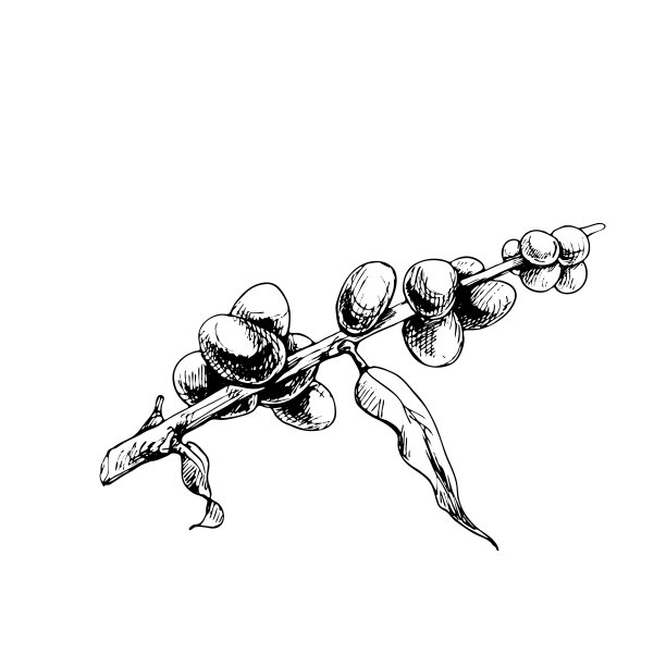 有叶子和浆果的咖啡树分枝。古董向量孵化图片下载