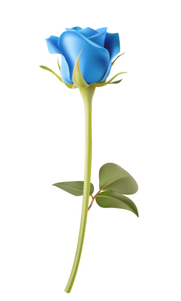 装饰性的蓝色花园玫瑰与绿色的叶子孤立在白色。图片下载