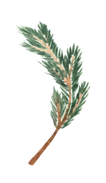 冷杉分支图片下载