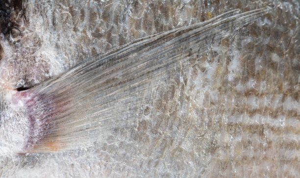 多拉多鱼的纹理特写图片下载