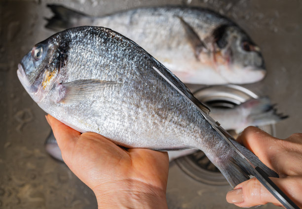 切下剑鱼的鳍图片下载