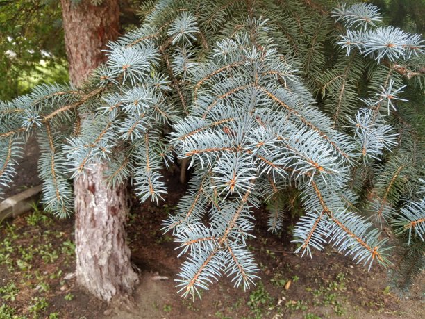 森林中一棵针叶树的蓝色云杉的特写照片图片下载