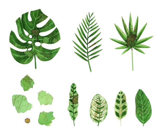 热带的叶子图片下载