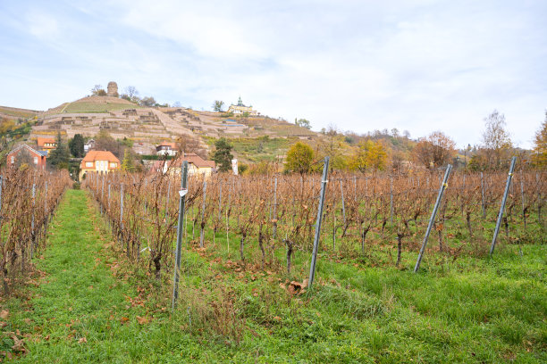 村庄附近山坡上的葡萄藤上的绿葡萄、白葡萄、浆果的特写图片下载