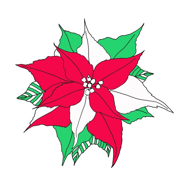 一品红手绘插图，圣诞装饰植物。非常适合制作邀请和贺卡图片下载