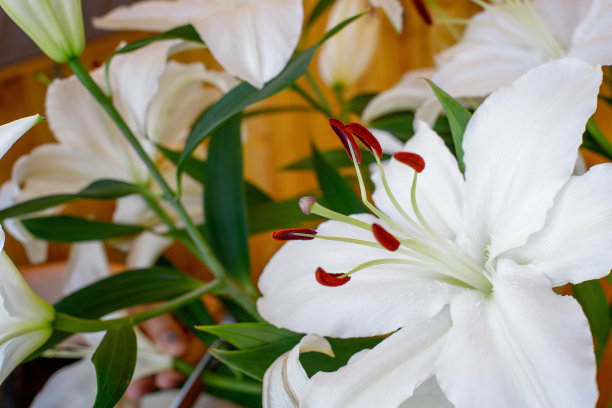 白色百合雄蕊特写。白色百合的大花。绿色的茎和白色的花在棕色的背景上。图片下载