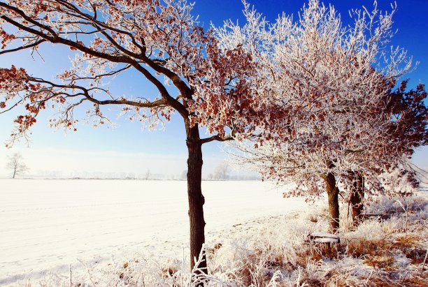 树木winterlandscape图片下载