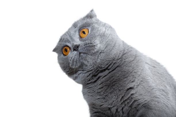 那只猫以滑稽的姿势坐着。苏格兰折猫与有趣的情绪在孤立的背景图片下载