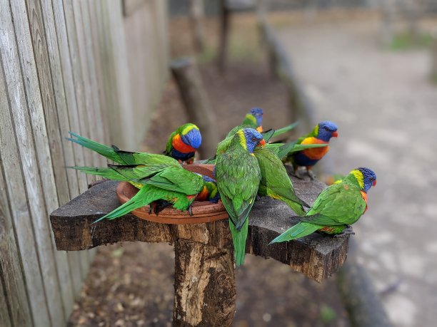 鹦鹉吃图片下载