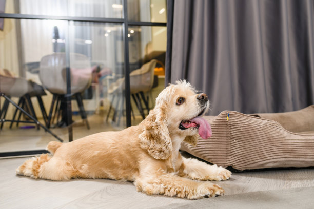 地板上躺着一只美国猎犬，呼吸沉重。图片下载