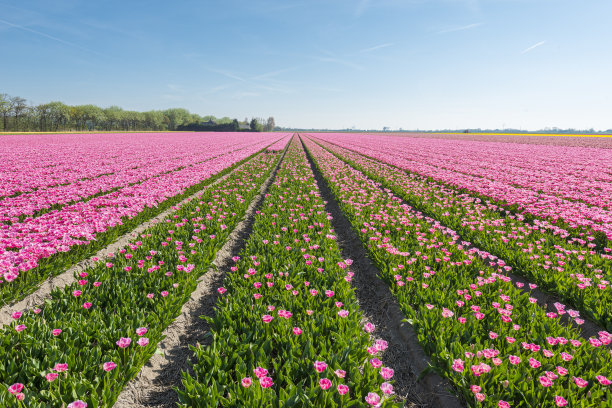 春天阳光明媚的田野上的郁金香图片下载