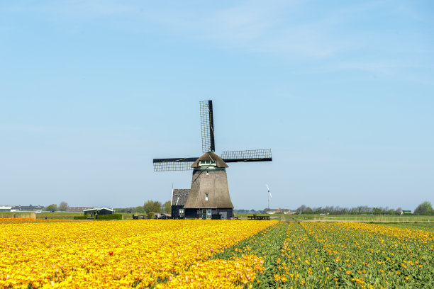 郁金香和风车，靠近Schagen，荷兰图片下载