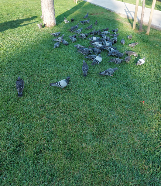 鸽子在草地纹理背景上图片下载