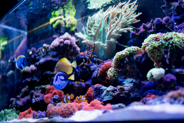 家庭水族箱中的热带鱼图片下载